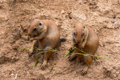 Prairie dog eating