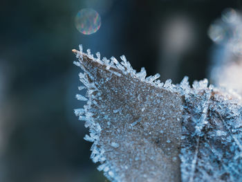 Close-up of frozen plant