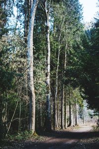 Trees in forest