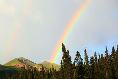 Tree with mountains and rainbow against clear sky