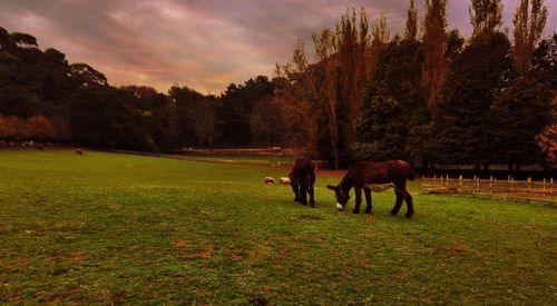 Cow grazing on field against cloudy sky