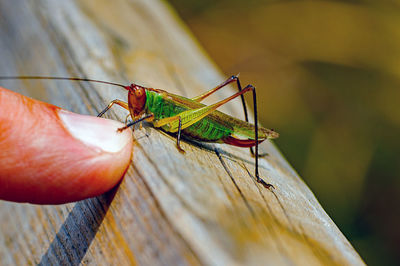 Close-up of insect on wood