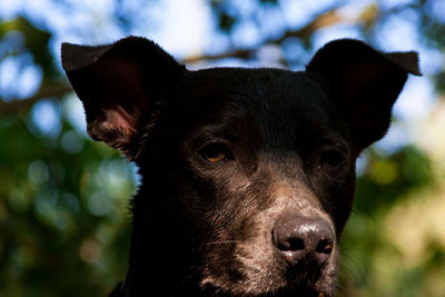 Wet dog lurking in the shadows. 