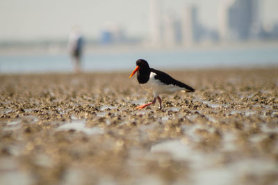 Close-up of bird on beach