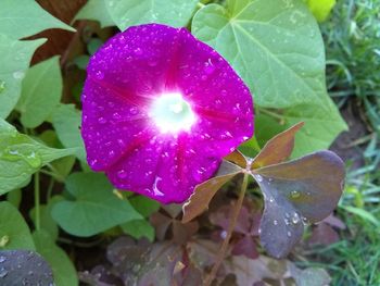 Close-up of wet purple flowering plant