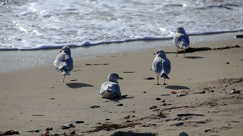 View of seagulls on beach