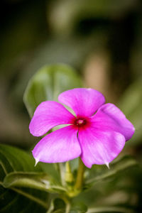 Close-up of pink flower blooming outdoors
