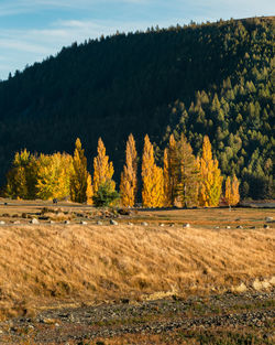 Autumn trees on the shore of lake tekapo with rolling hills in the background, south island