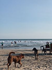 View of dogs on beach