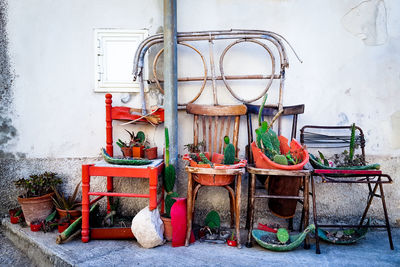 Potted plants outdoors