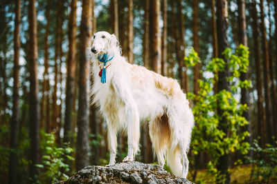 Dog standing on rock against trees in forest