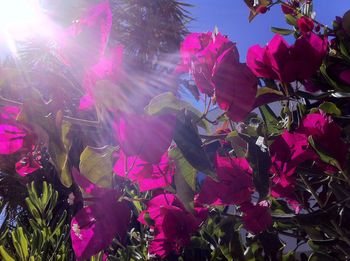 Close-up of pink flowers blooming on plant