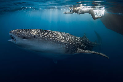 Close-up of fish swimming in sea