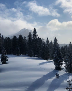 Snow covered pine trees in forest against sky