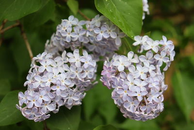 Close-up of purple hydrangea flowers