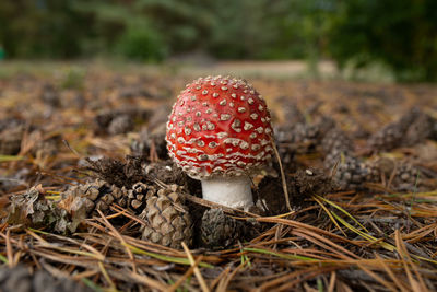 Close-up of fly agaric mushroom on field