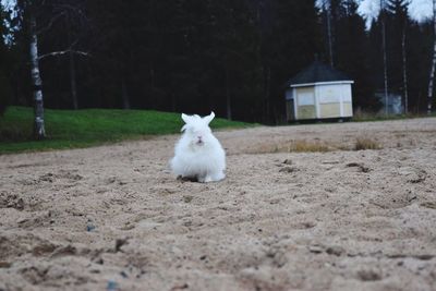 Cute white rabbit outdoors