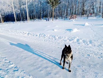 Dog on snow covered land