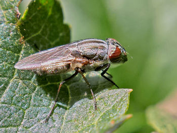 Close-up of insect on leaf