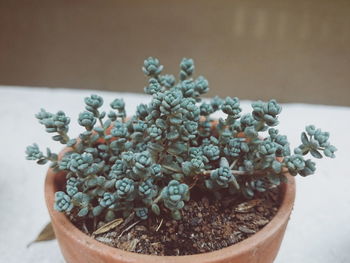 Close-up of potted plant on table