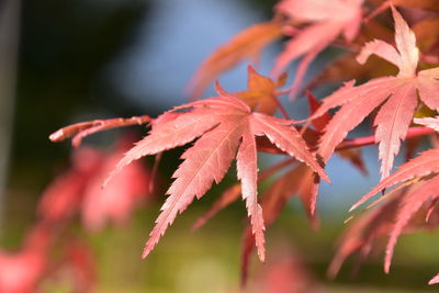 Close-up of red leaves on plant during autumn