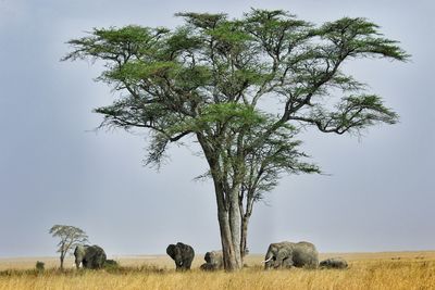 Tree and elephants on field against sky