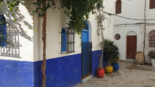 Plants growing outside building