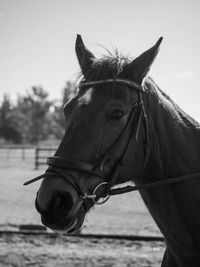 Close-up of a horse