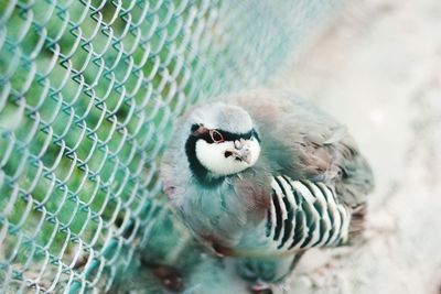 Close-up of duck in cage