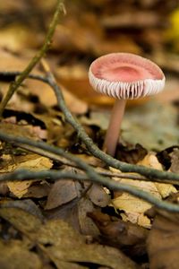 Close-up of mushroom on field