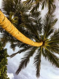 Low angle view of tree against sky