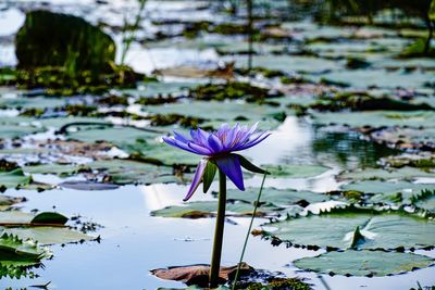 Lotus water lily in lake