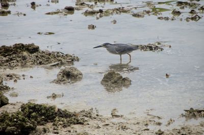 High angle view of birds at lakeshore