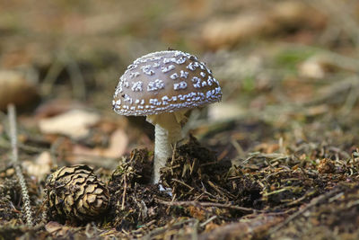 Close-up of mushroom on field