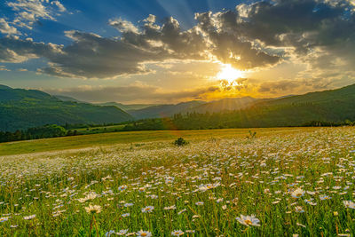 God rays and green field