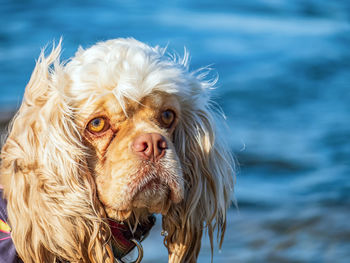 Portrait of a english cocker spaniel, close-up.