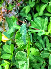 Close-up of insect on plant