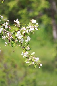 Close-up of white flowers blooming on tree