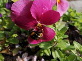 Close-up of bee pollinating on purple flower