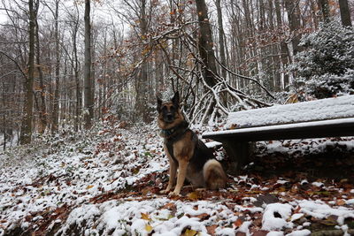 Dog running in forest