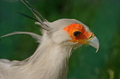 Close-up of sagittarius serpentarius