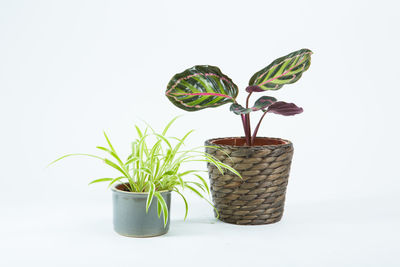 Close-up of potted plant against white background