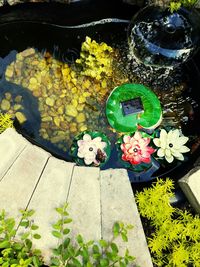 High angle view of plants floating on water