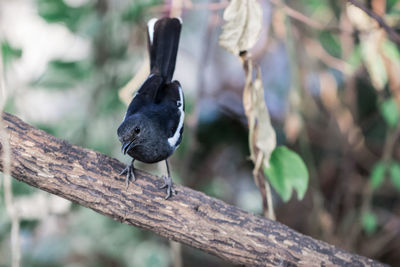 Close-up of bird perching on branch