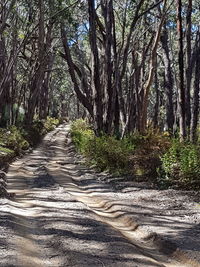 Road amidst trees in forest