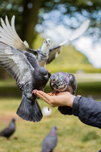 Pigeons eating