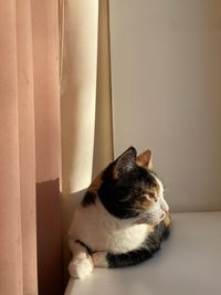 Close-up of a cat looking away