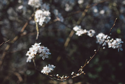 Close-up of white cherry blossoms in spring