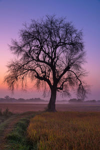 Silhouette tree on field against sky during sunset