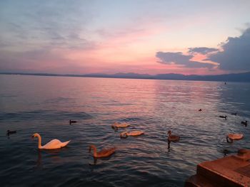 Ducks swimming in sea during sunset